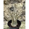 Baobab chacal (adenium arabicum) de 3 ans - AR52