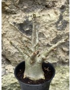Baobab chacal (adenium arabicum) de 3 ans - AR52