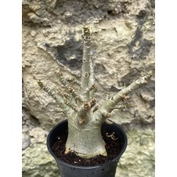 Baobab chacal (adenium arabicum) de 3 ans - AR52