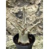 Baobab chacal (adenium arabicum) de 3 ans - AR52