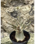 Baobab chacal (adenium arabicum) de 3 ans - AR52