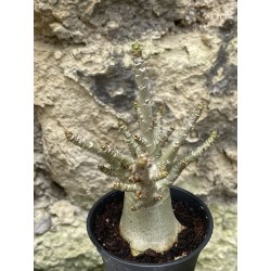 Baobab chacal (adenium arabicum) de 3 ans - AR52