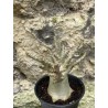 Baobab chacal (adenium arabicum) de 3 ans - AR52