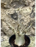 Baobab chacal (adenium arabicum) de 3 ans - AR52
