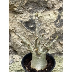 Baobab chacal (adenium arabicum) de 3 ans - AR52
