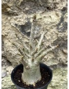Baobab chacal (adenium arabicum) de 3 ans - AR52