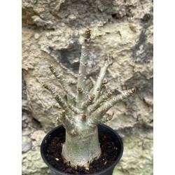 Baobab chacal (adenium arabicum) de 3 ans - AR52
