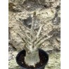Baobab chacal (adenium arabicum) de 3 ans - AR52