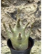 Baobab chacal (adenium arabicum) de 3 ans - AR51