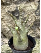 Baobab chacal (adenium arabicum) de 3 ans - AR51