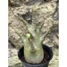 Baobab chacal (adenium arabicum) de 3 ans - AR51