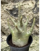 Baobab chacal (adenium arabicum) de 3 ans - AR51