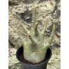 Baobab chacal (adenium arabicum) de 3 ans - AR51