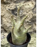 Baobab chacal (adenium arabicum) de 3 ans - AR51