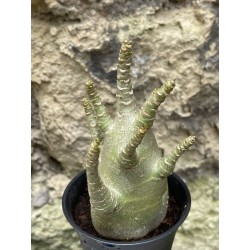 Baobab chacal (adenium arabicum) de 3 ans - AR51