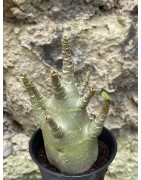 Baobab chacal (adenium arabicum) de 3 ans - AR51