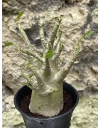 Baobab chacal (adenium arabicum) de 3 ans - AR50
