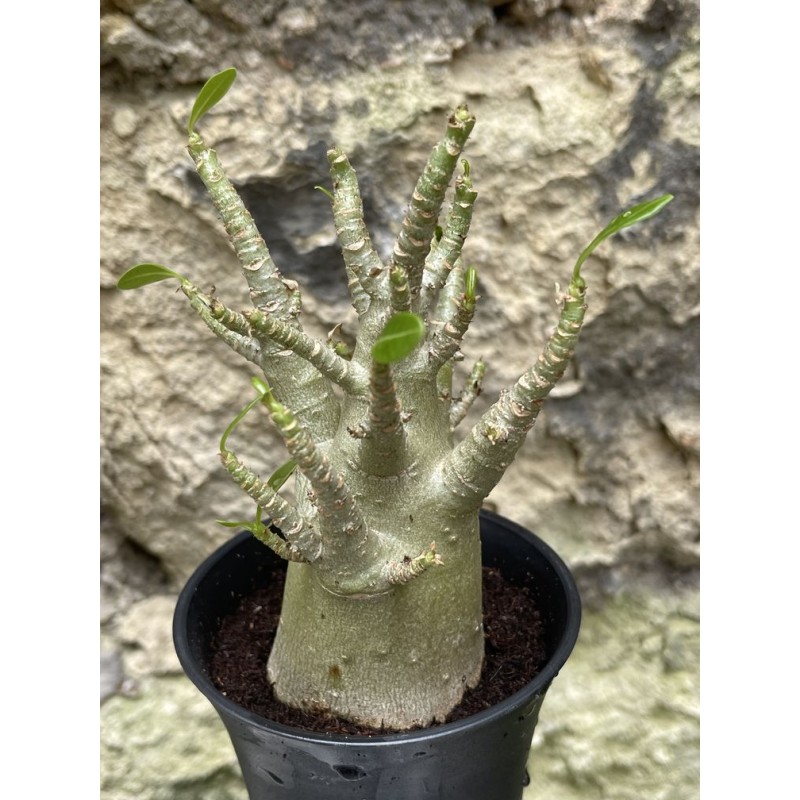 Baobab chacal (adenium arabicum) de 3 ans - AR50 Baobab chacal (adenium arabicum) de 3 ans - AR50