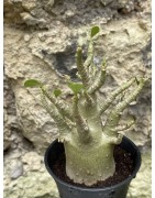Baobab chacal (adenium arabicum) de 3 ans - AR50