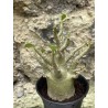 Baobab chacal (adenium arabicum) de 3 ans - AR50