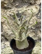 Baobab chacal (adenium arabicum) de 3 ans - AR50
