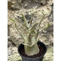 Baobab chacal (adenium arabicum) de 3 ans - AR50