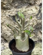 Baobab chacal (adenium arabicum) de 3 ans - AR50
