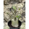 Baobab chacal (adenium arabicum) de 3 ans - AR50