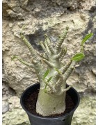 Baobab chacal (adenium arabicum) de 3 ans - AR50