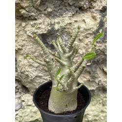 Baobab chacal (adenium arabicum) de 3 ans - AR50