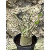 Baobab chacal (adenium arabicum) de 3 ans - AR50