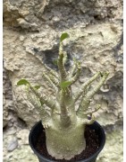 Baobab chacal (adenium arabicum) de 3 ans - AR50