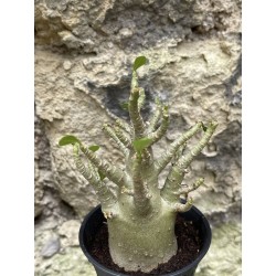 Baobab chacal (adenium arabicum) de 3 ans - AR50