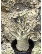 Baobab chacal (adenium arabicum) de 3 ans - AR49