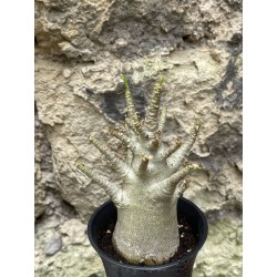 Baobab chacal (adenium arabicum) de 3 ans - AR49