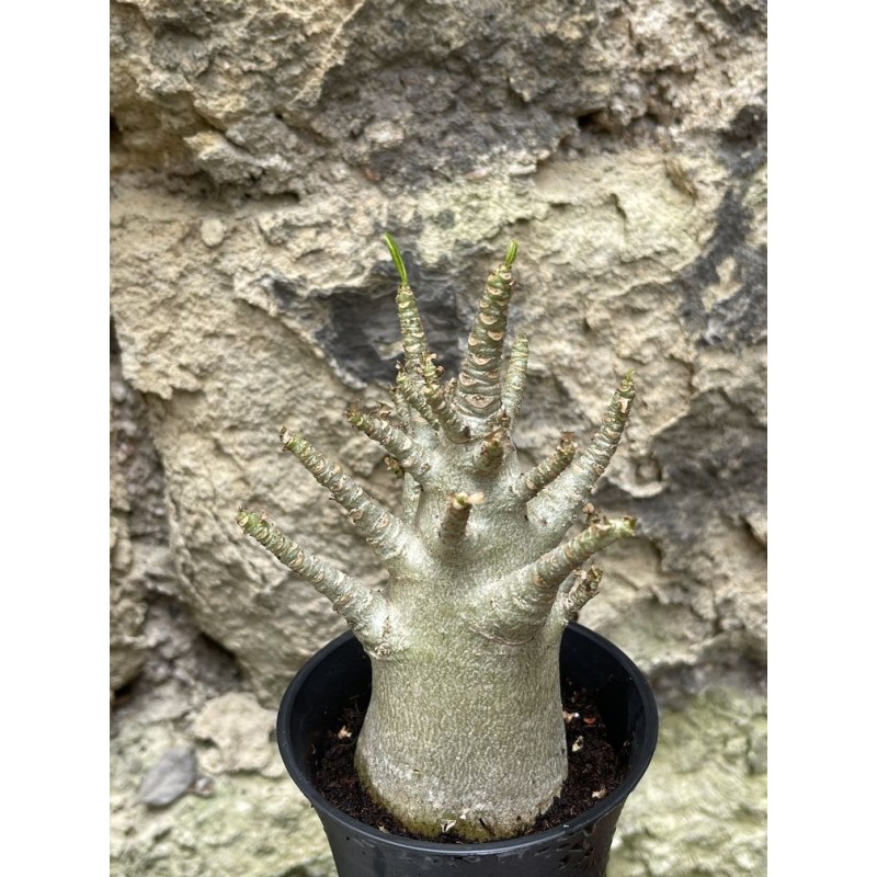 Baobab chacal (adenium arabicum) de 3 ans - AR49 Baobab chacal (adenium arabicum) de 3 ans - AR49