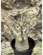 Baobab chacal (adenium arabicum) de 3 ans - AR49
