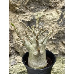 Baobab chacal (adenium arabicum) de 3 ans - AR49