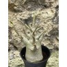 Baobab chacal (adenium arabicum) de 3 ans - AR49
