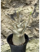 Baobab chacal (adenium arabicum) de 3 ans - AR49