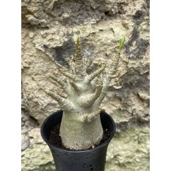 Baobab chacal (adenium arabicum) de 3 ans - AR49