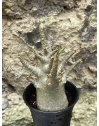 Baobab chacal (adenium arabicum) de 3 ans - AR49