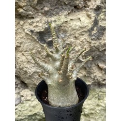 Baobab chacal (adenium arabicum) de 3 ans - AR49