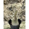 Baobab chacal (adenium arabicum) de 3 ans - AR49