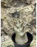 Baobab chacal (adenium arabicum) de 3 ans - AR49