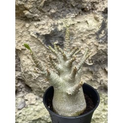 Baobab chacal (adenium arabicum) de 3 ans - AR49