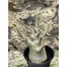 Baobab chacal (adenium arabicum) de 3 ans - AR49