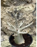 Baobab chacal (adenium arabicum) de 3 ans - AR48