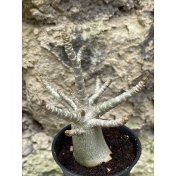 Baobab chacal (adenium arabicum) de 3 ans - AR48