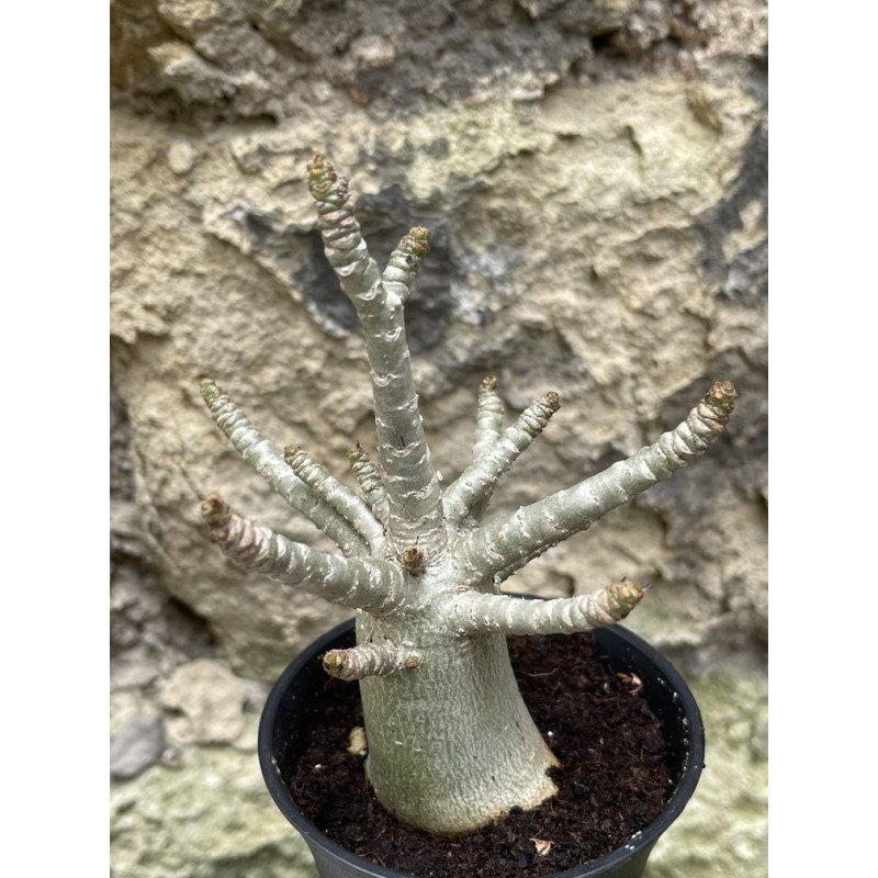Baobab chacal (adenium arabicum) de 3 ans - AR48 Baobab chacal (adenium arabicum) de 3 ans - AR48